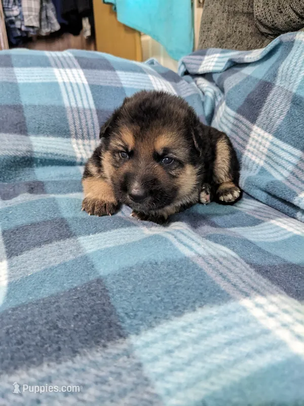Thor/Blue – German Shepherd Dog puppy for sale in Trenton, MO