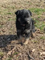 Layla/Pink, a female German Shepherd Dog for sale in Trenton, MO – Photo 1 of 8