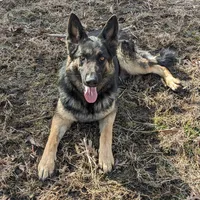 Layla/Pink, a female German Shepherd Dog for sale in Trenton, MO – Photo 8 of 8