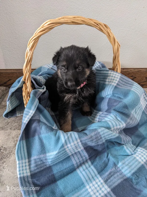 Layla/Pink – German Shepherd Dog puppy for sale in Trenton, MO