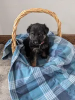 Layla/Pink, a female German Shepherd Dog for sale in Trenton, MO – Photo 3 of 8