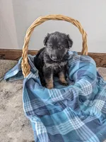 Layla/Pink, a female German Shepherd Dog for sale in Trenton, MO – Photo 4 of 8