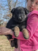 Layla/Pink, a female German Shepherd Dog for sale in Trenton, MO – Photo 2 of 8
