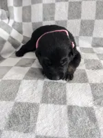 Layla/Pink, a female German Shepherd Dog for sale in Trenton, MO – Photo 1 of 6