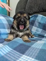 Thor/Blue, a male German Shepherd Dog for sale in Trenton, MO – 2 of 4