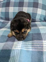 Princess/Pink, a female German Shepherd Dog for sale in Trenton, MO – 3 of 4