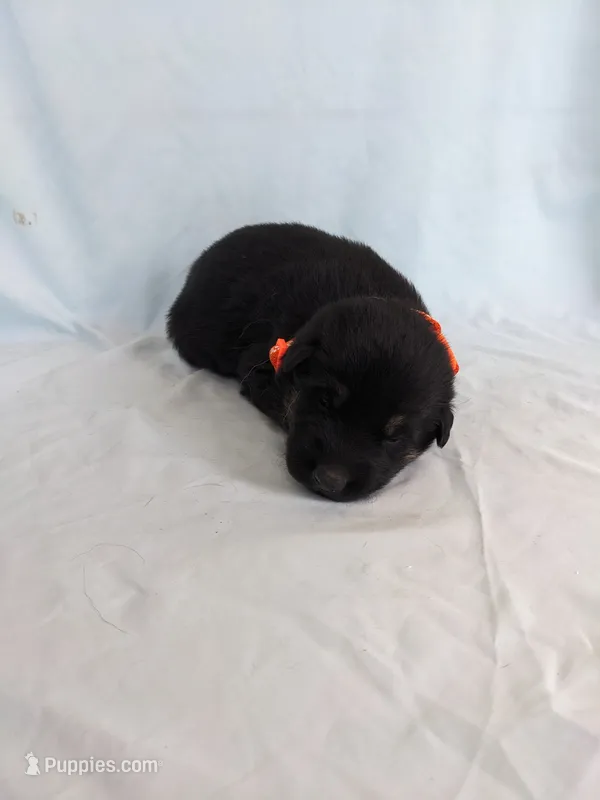 Heidi/Orange – German Shepherd Dog puppy for sale in Trenton, MO