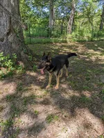Hunter/Orange, a male German Shepherd Dog for sale in Trenton, MO – Photo 5 of 5