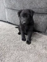 Hunter/Orange, a male German Shepherd Dog for sale in Trenton, MO – Photo 1 of 5