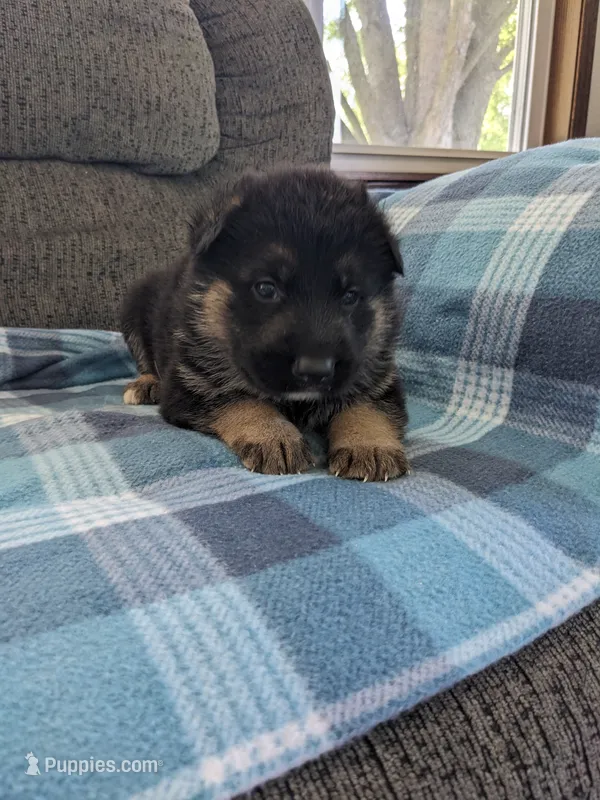 Guy/Black – German Shepherd Dog puppy for sale in Trenton, MO