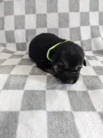 Missy/lime green, a female German Shepherd Dog for sale in Trenton, MO – Photo 1 of 6