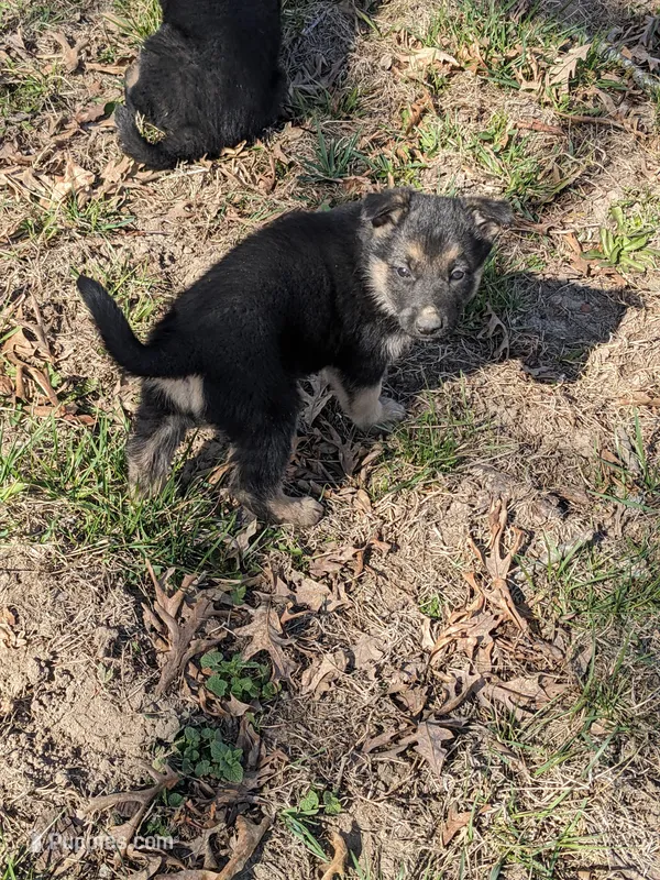 Missy/lime green – German Shepherd Dog puppy for sale in Trenton, MO