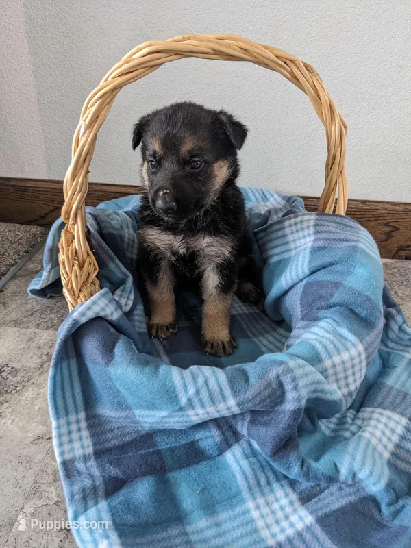 Missy/lime green – German Shepherd Dog puppy for sale in Trenton, MO