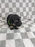 Missy/lime green, a female German Shepherd Dog for sale in Trenton, MO – Photo 2 of 6