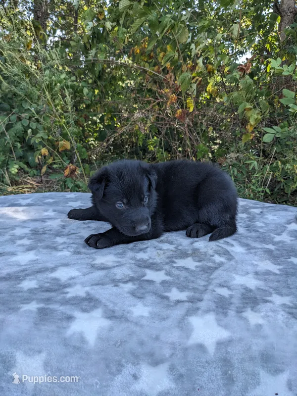 Max/Red – German Shepherd Dog puppy for sale in Trenton, MO