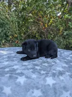 Max/Red, a male German Shepherd Dog for sale in Trenton, MO – 1 of 4
