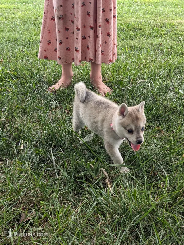 Runa/Pink – Alaskan Klee Kai puppy for sale in Trenton, MO