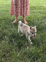 Runa/Pink, a female Alaskan Klee Kai for sale in Trenton, MO – 1 of 8
