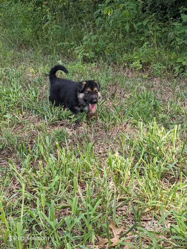 Maya/Lime Green – German Shepherd Dog puppy for sale in Trenton, MO
