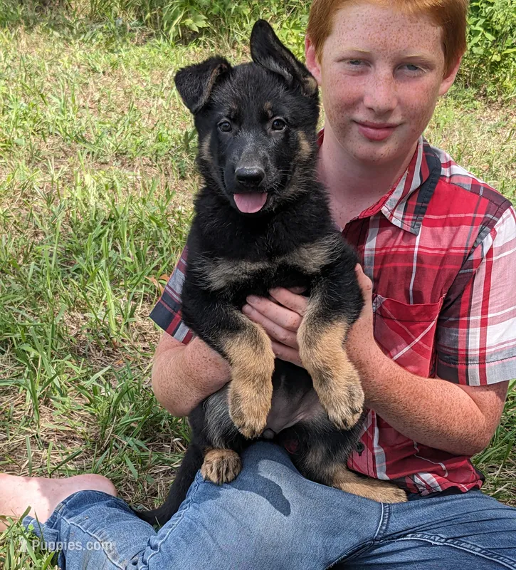 Heidi/Orange – German Shepherd Dog puppy for sale in Trenton, MO