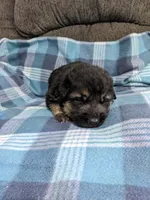 Odin/Lime Green, a male German Shepherd Dog for sale in Trenton, MO – 2 of 4