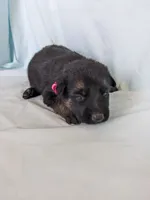 Sophia/Pink, a female German Shepherd Dog for sale in Trenton, MO – 1 of 6