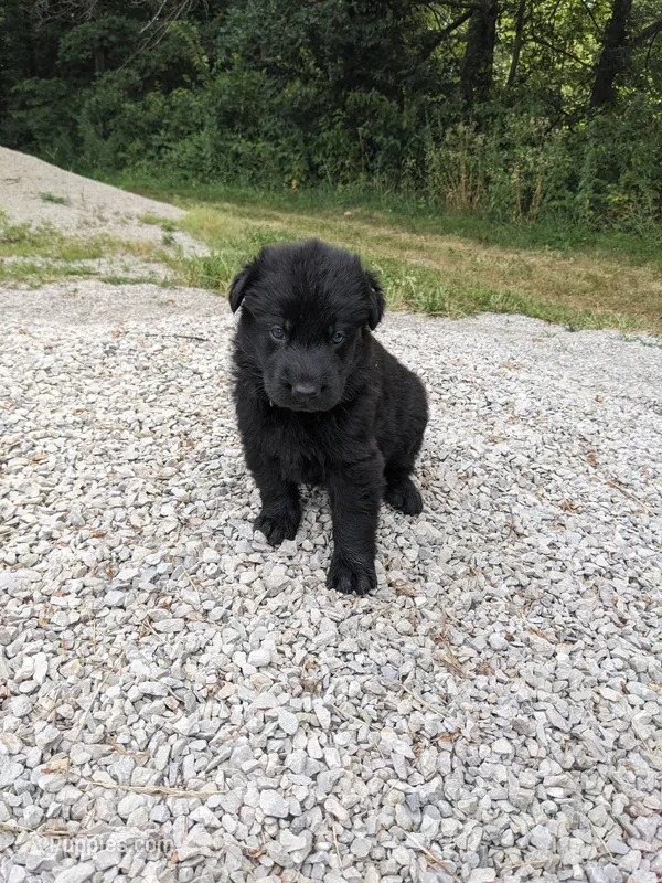 Jasper/Black – German Shepherd Dog puppy for sale in Trenton, MO