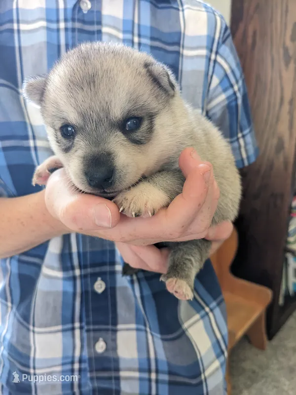 Runa/Pink – Alaskan Klee Kai puppy for sale in Trenton, MO