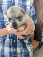 Runa/Pink, a female Alaskan Klee Kai for sale in Trenton, MO – 1 of 5