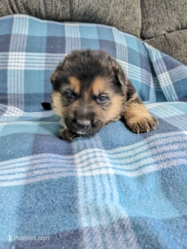 Princess/Pink, a female German Shepherd Dog for sale in Trenton, MO – 1 of 4