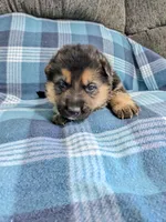 Princess/Pink, a female German Shepherd Dog for sale in Trenton, MO – 1 of 4