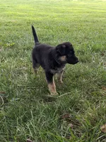 Luna/Purple, a female German Shepherd Dog for sale in Trenton, MO – 5 of 9