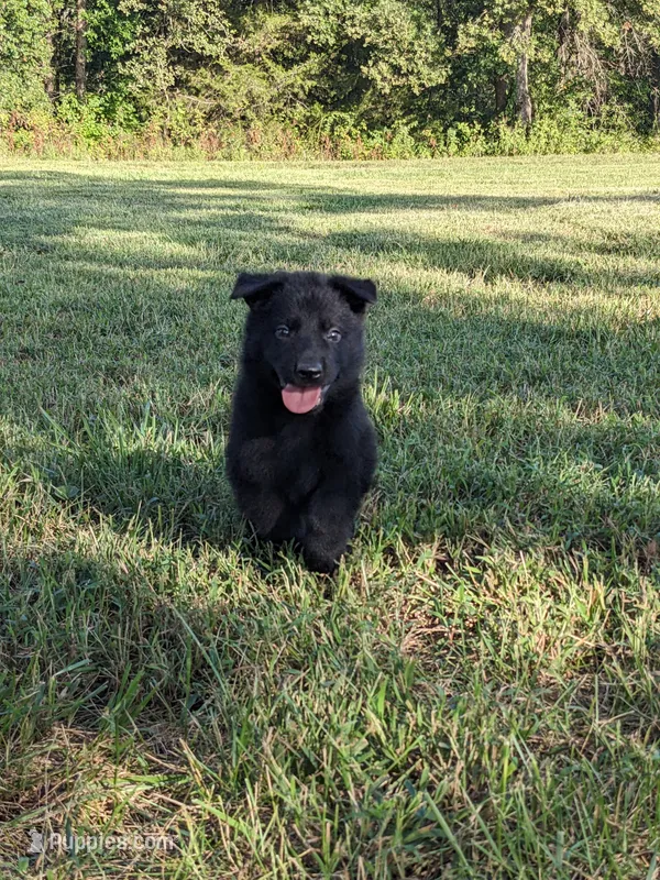 Diesel/Blue – German Shepherd Dog puppy for sale in Trenton, MO