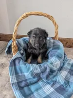 Felix/Orange, a male German Shepherd Dog for sale in Trenton, MO – Photo 2 of 6