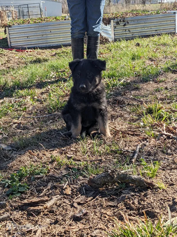 Felix/Orange – German Shepherd Dog puppy for sale in Trenton, MO
