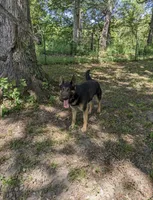 Felix/Orange, a male German Shepherd Dog for sale in Trenton, MO – Photo 5 of 6