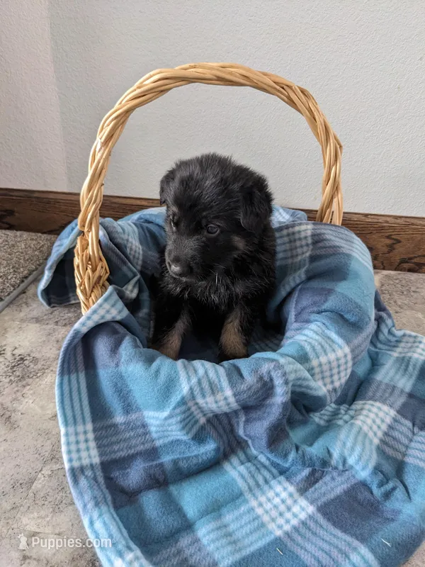 Felix/Orange – German Shepherd Dog puppy for sale in Trenton, MO