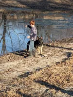 Felix/Orange, a male German Shepherd Dog for sale in Trenton, MO – Photo 6 of 6