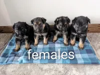 Felix/Orange, a male German Shepherd Dog for sale in Trenton, MO – Photo 4 of 6