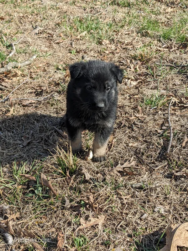 Felix/Orange – German Shepherd Dog puppy for sale in Trenton, MO