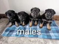 Felix/Orange, a male German Shepherd Dog for sale in Trenton, MO – Photo 3 of 6