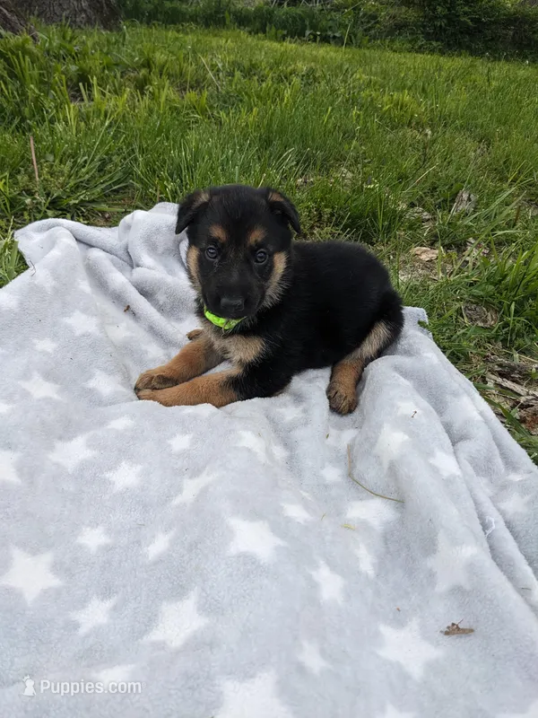 Athena/Lime green  – German Shepherd Dog puppy for sale in Trenton, MO