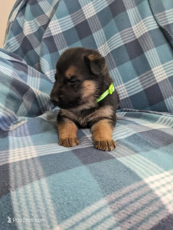 Athena/Lime green  – German Shepherd Dog puppy for sale in Trenton, MO