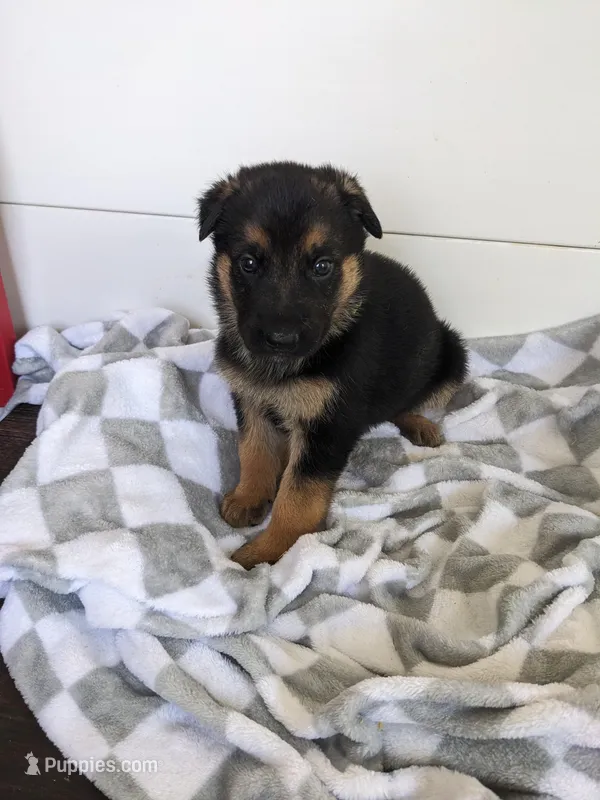 Athena/Lime green  – German Shepherd Dog puppy for sale in Trenton, MO