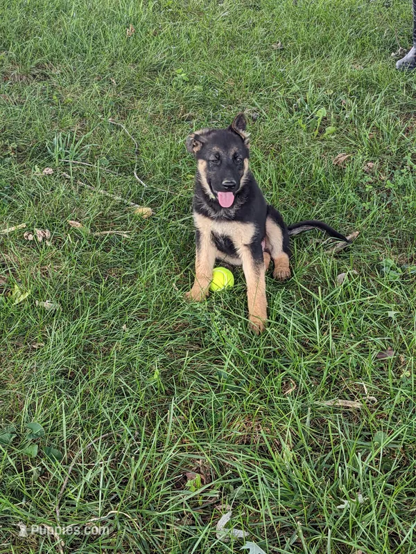 Athena/Lime Green – German Shepherd Dog puppy for sale in Trenton, MO