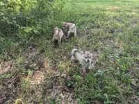 Runa/Pink, a female Alaskan Klee Kai for sale in Trenton, MO – 6 of 8