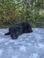 Max/Red, a male German Shepherd Dog for sale in Trenton, MO – 2 of 4