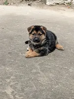Princess/Pink, a female German Shepherd Dog for sale in Trenton, MO – 7 of 10