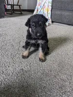 Willow/Pink, a female German Shepherd Dog for sale in Trenton, MO – 2 of 5