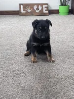 Duke/Green, a male German Shepherd Dog for sale in Trenton, MO – Photo 3 of 6